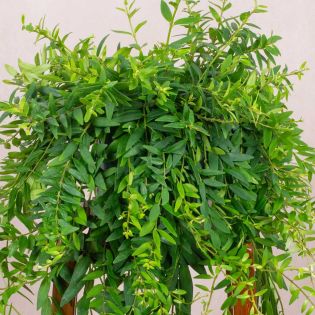 Aeschynanthus hybride "japhrolepis"