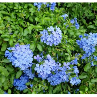 Plumbago auriculata syn. Plumbago capensis (Plumbago du Cap, Dentelaire du Cap)