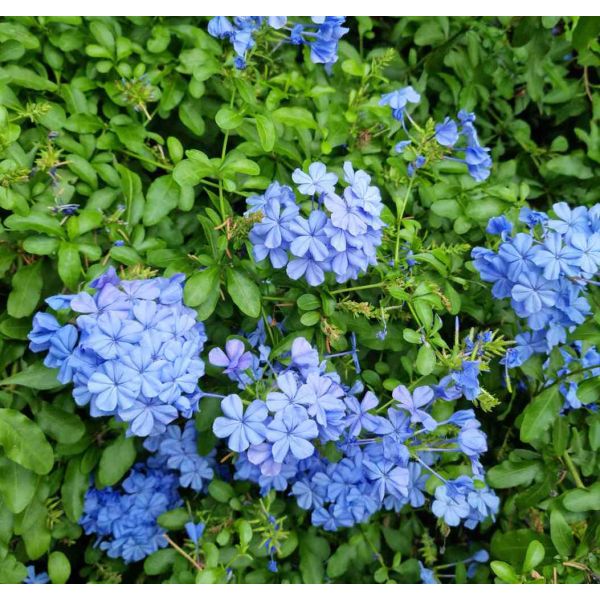 Sitemapcdatahttpsfoowindecoocomvideo Taille Plumbago