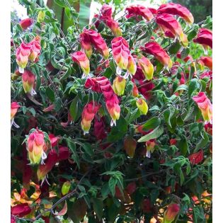 Beloperone guttata (plante crevette) ou  Justicia brandegeana