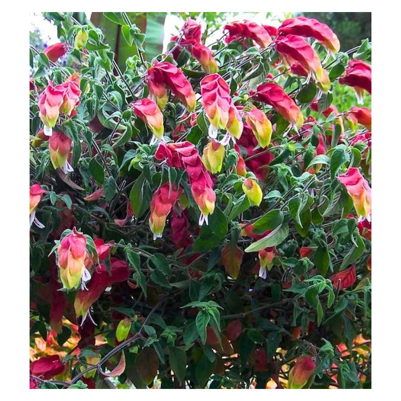 Beloperone guttata (plante crevette) ou  Justicia brandegeana