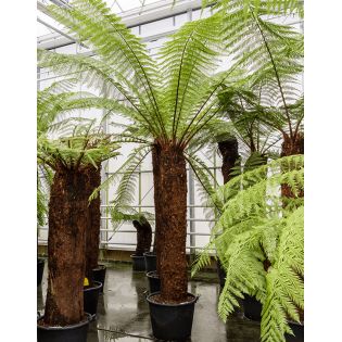 Dicksonia antartica (fougères arborescentes)