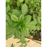 Adansonia digitata ( Baobab, Arbre de vie)