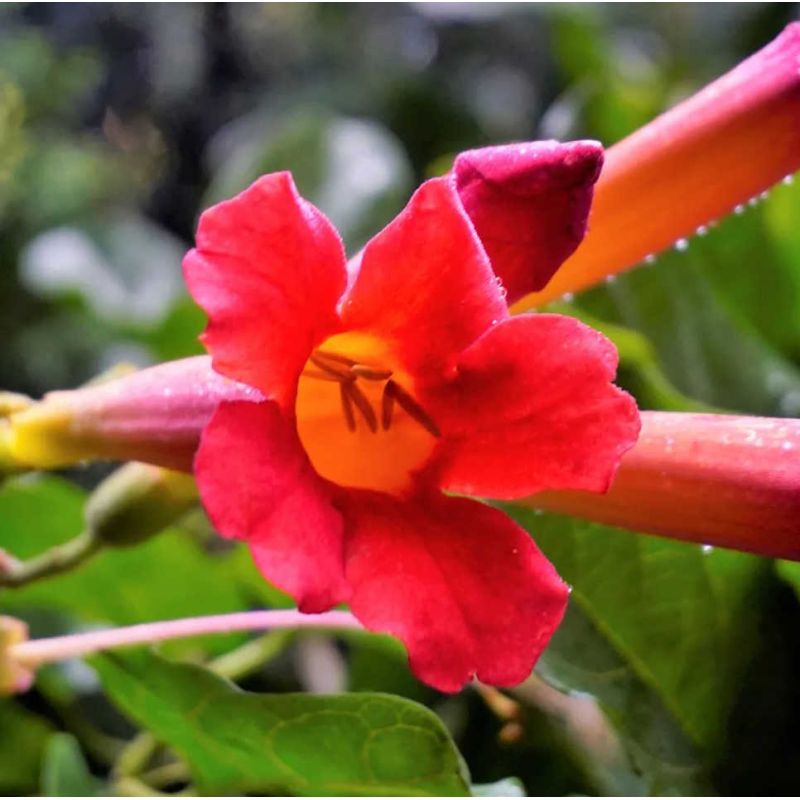 Amphilophium buccinatorium (trompette mexicaine)