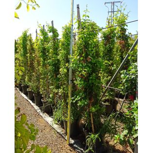 Amphilophium buccinatorium (trompette mexicaine)