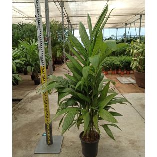 Areca triandra