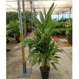 Areca triandra