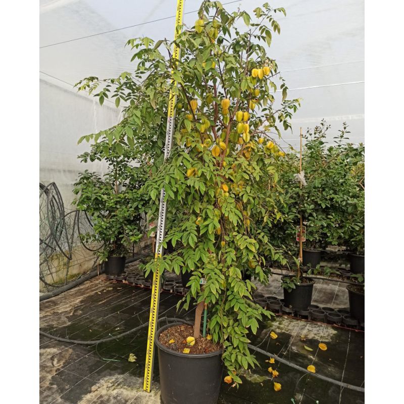 Averrhoa carambola ADULTE (Carambolier, carambole)