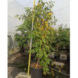 Averrhoa carambola ADULTE (Carambolier, carambole)