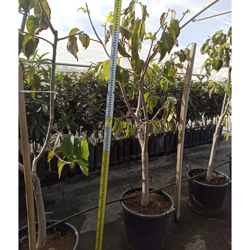 Annona cherimola ADULTE (Cherimoya)