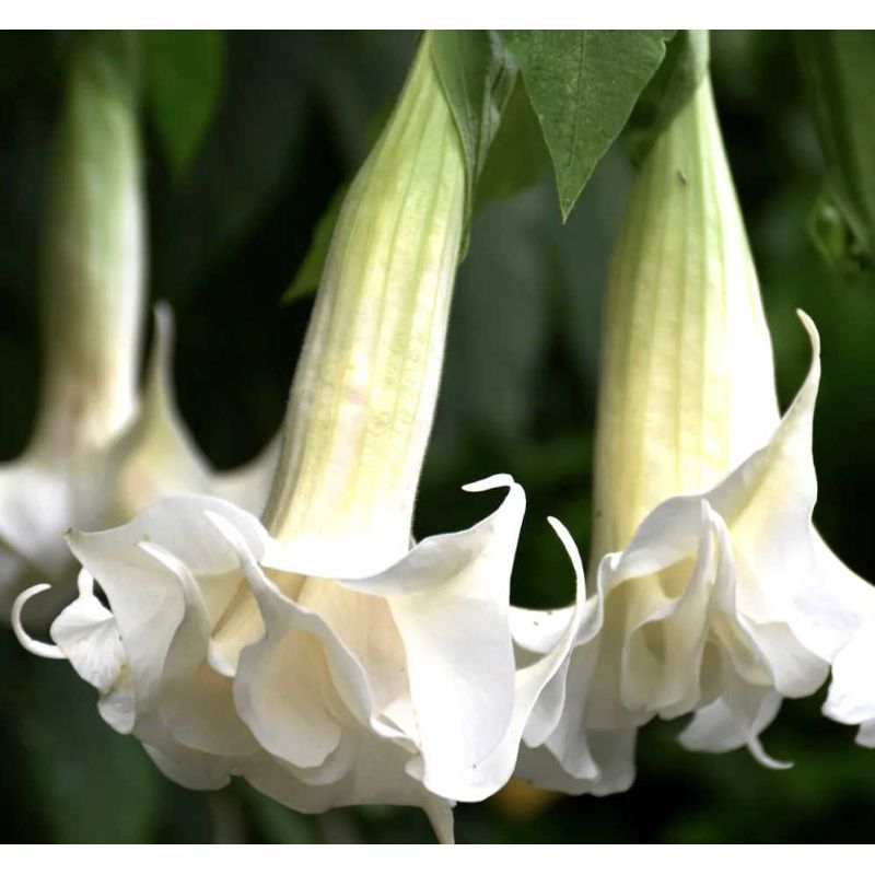 Brugmansia arborea (trompette des anges)