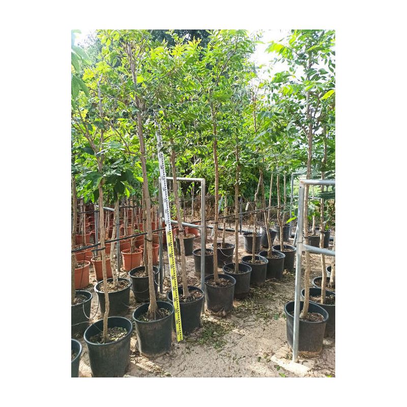 Carya illinoinensis ADULTE (noix de Pecan, pacanier)