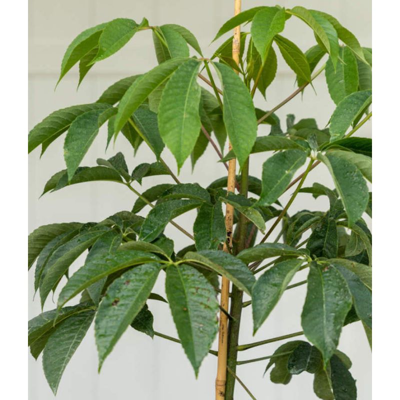 Chorisia speciosa syn ceiba (Bombax - Chorisie - Chorisier - Fromager - Kapok)