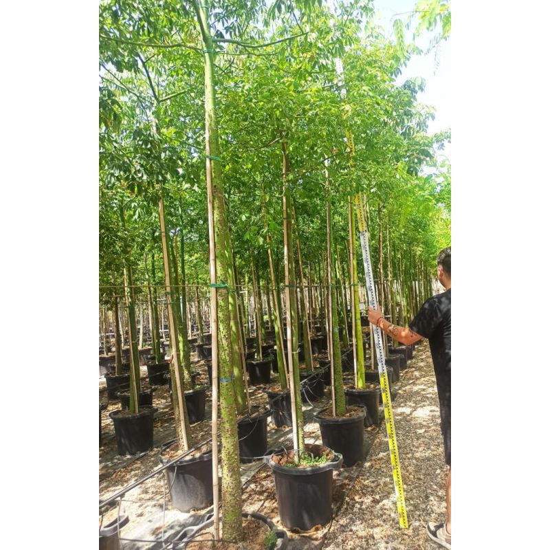 Chorisia speciosa syn ceiba Grande taille (Bombax - Chorisie - Chorisier - Fromager - Kapok)