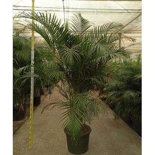 Dypsis lutescens (Multipliant Palmier) SPÉCIMEN