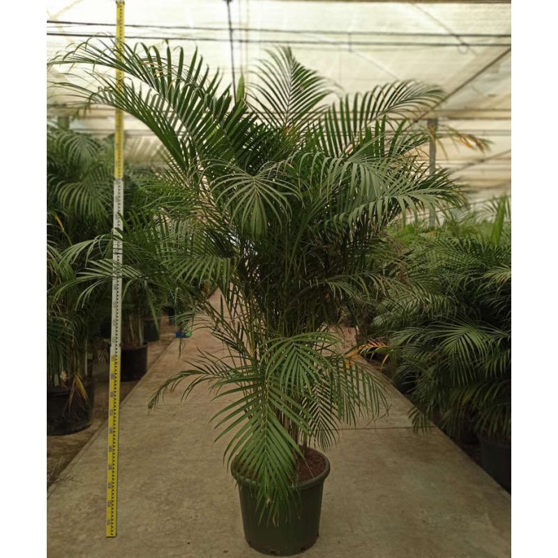 Dypsis lutescens (Multipliant Palmier) SPÉCIMEN