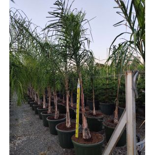 Syagrus romanzoffiana sp. 'Santa Catarina (syn. Arecastrum r.) SPÉCIMEN