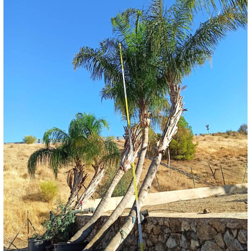 Syagrus romanzoffiana sp. 'Santa Catarina TRONC COURBE SPÉCIMEN