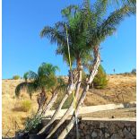 Syagrus romanzoffiana sp. 'Santa Catarina TRONC COURBE SPÉCIMEN