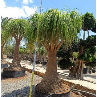 Beaucarnea recurvata syn. Nolina r. SPECIMEN