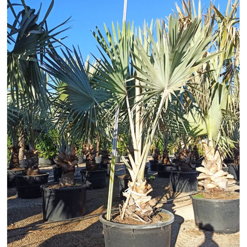 Bismarckia nobilis (Palmier de Bismarck) SPECIMEN