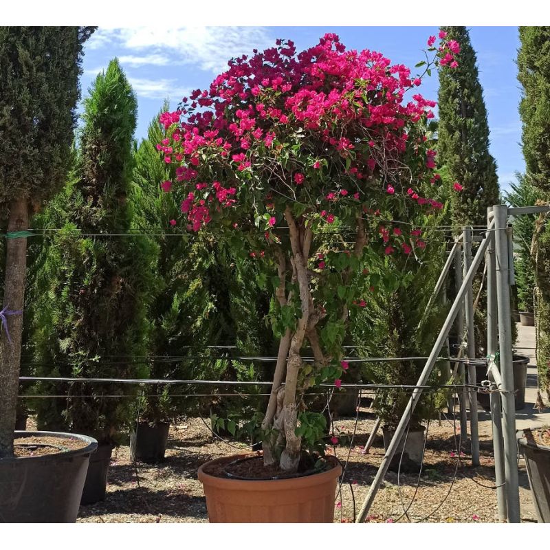 Bougainvillier hybride (bougainvillier) Specimen