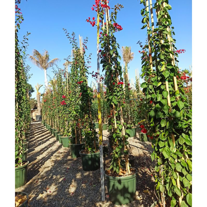 Bougainvillier vera (bougainvillier très florifère) Specimen