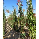 Bougainvillier vera (bougainvillier très florifère) Specimen