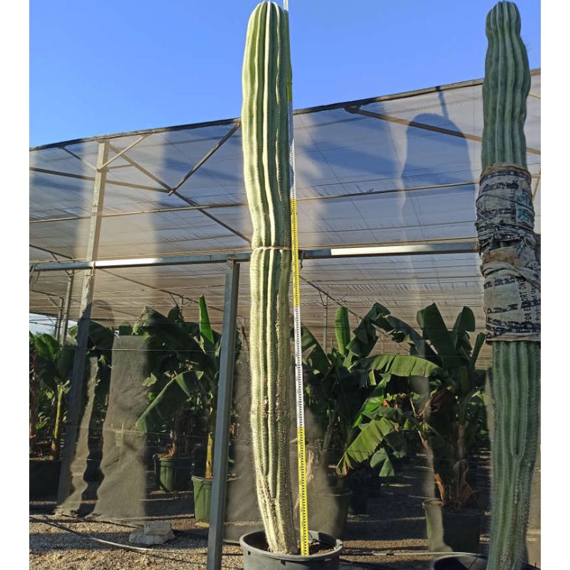 Pachycereus pringlei cactus SPECIMEN