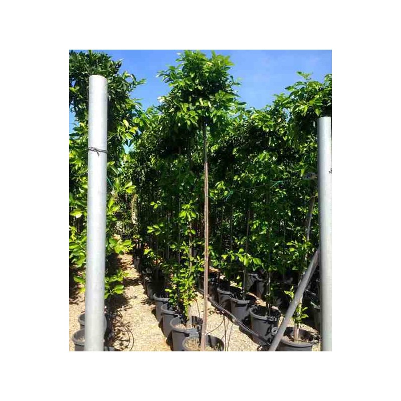 Citrus aurantium (Orange amère/bigaradier)