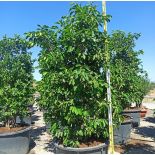 Citrus aurantium (Orange amère/bigaradier) Gros sujets