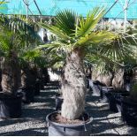 Coccothrinax crinita (palmier à tronc laineux)