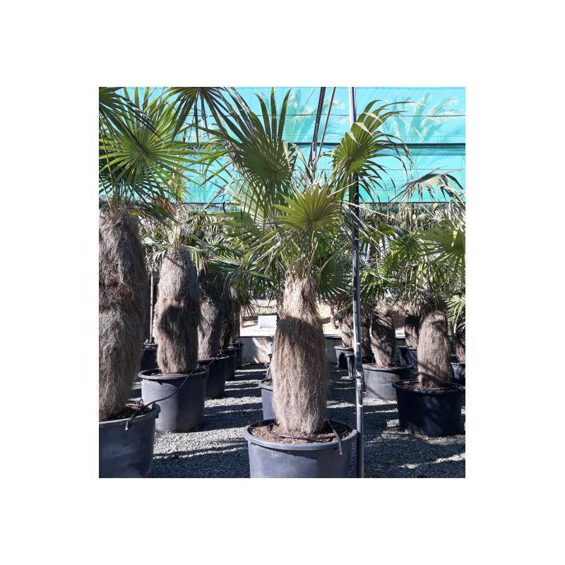 Coccothrinax crinita (palmier à tronc laineux)