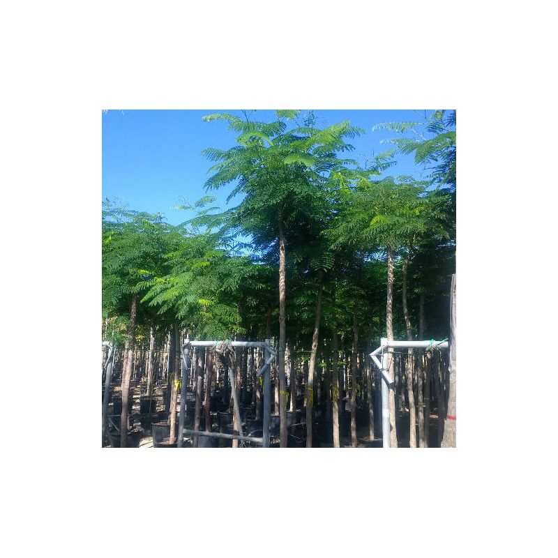 Delonix regia SPECIMEN (Flamboyant)