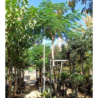 Delonix regia SPECIMEN (Flamboyant)