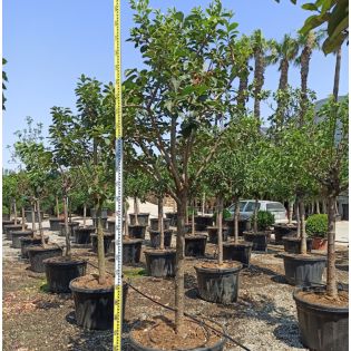 Diospyros kaki var.fuyu ou Kaki pomme (Plaqueminier fruit délicieux et non astringent))