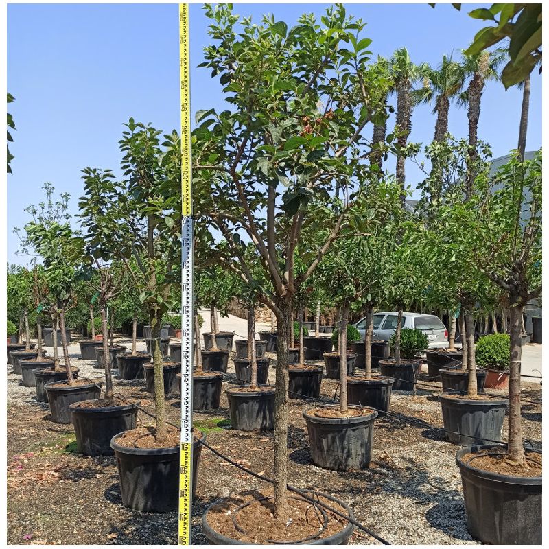 Diospyros kaki var.fuyu ou Kaki pomme (Plaqueminier fruit délicieux et non astringent))