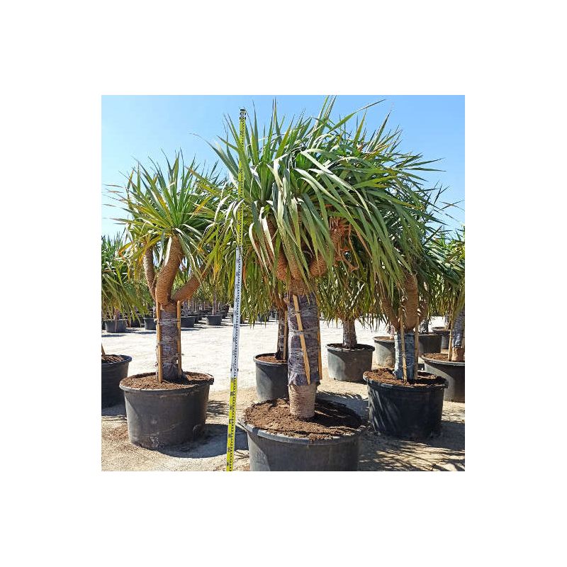 Dracaena draco SPECIMEN (Dragonnier des canaris)