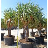 Dracaena draco SPECIMEN (Dragonnier des canaris)