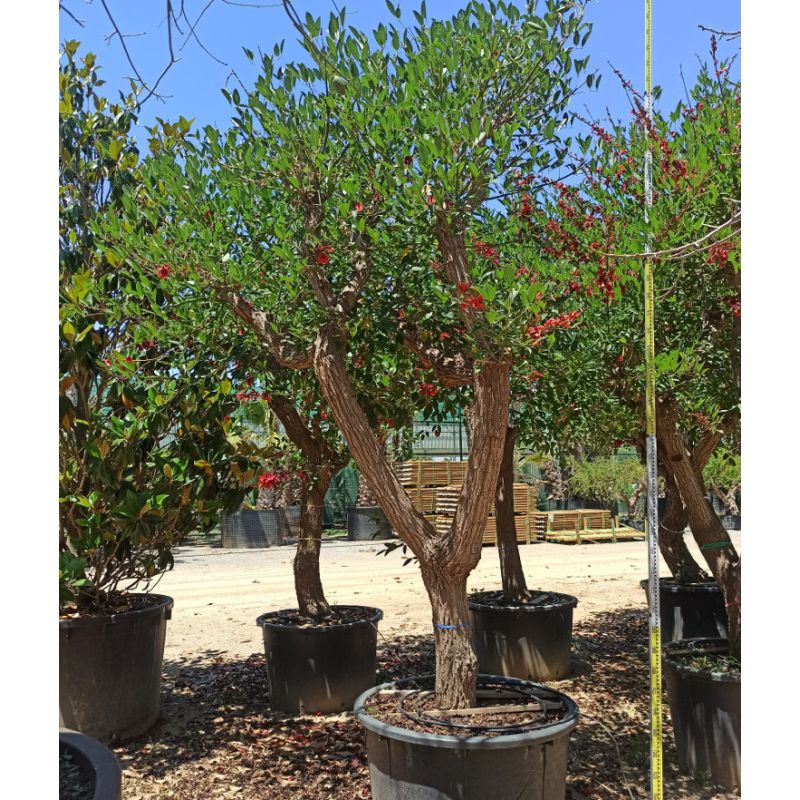 Erythrina crista-galli SPECIMEN