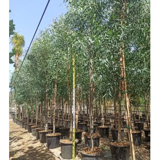 eucalyptus camadulensis SPECIMEN