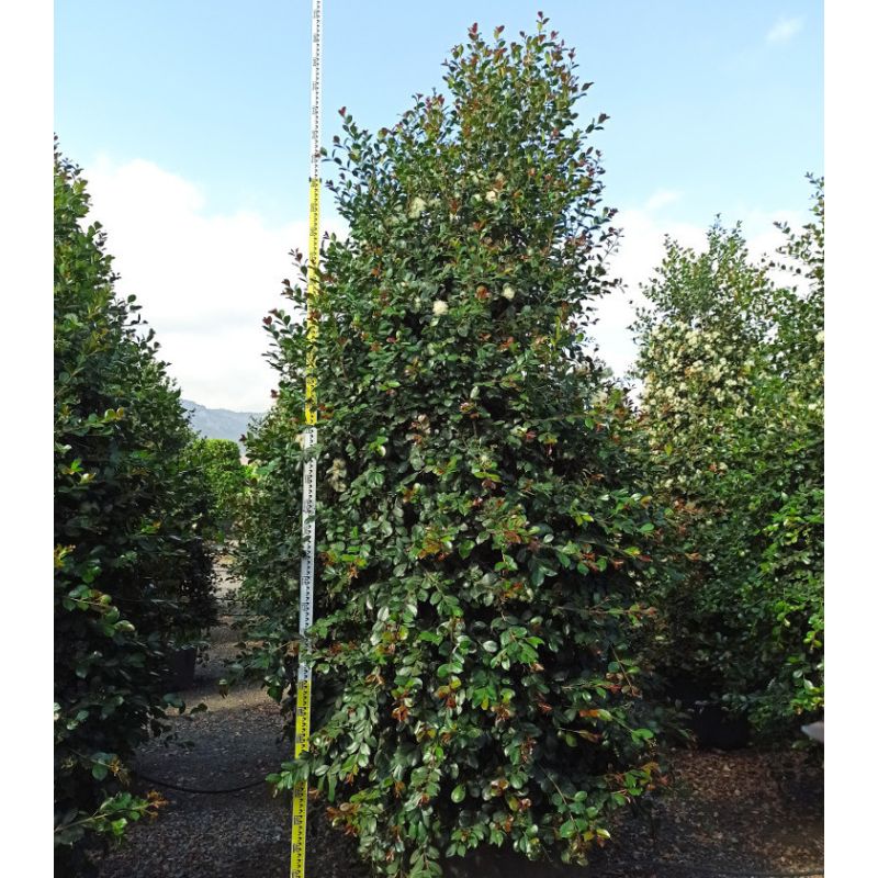 Eugenia uniflora "Etna fire" ADULTE (Cerisier de Cayenne, Pitanga, Cerisier carré de Tahiti)