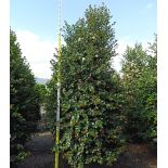 Eugenia uniflora "Etna fire" ADULTE (Cerisier de Cayenne, Pitanga, Cerisier carré de Tahiti)