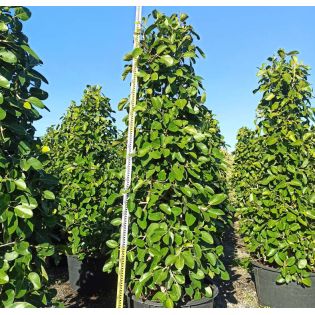 Ficus benghalensis 'Audrey' Specimen (Figuier des Banyans 'Audrey')