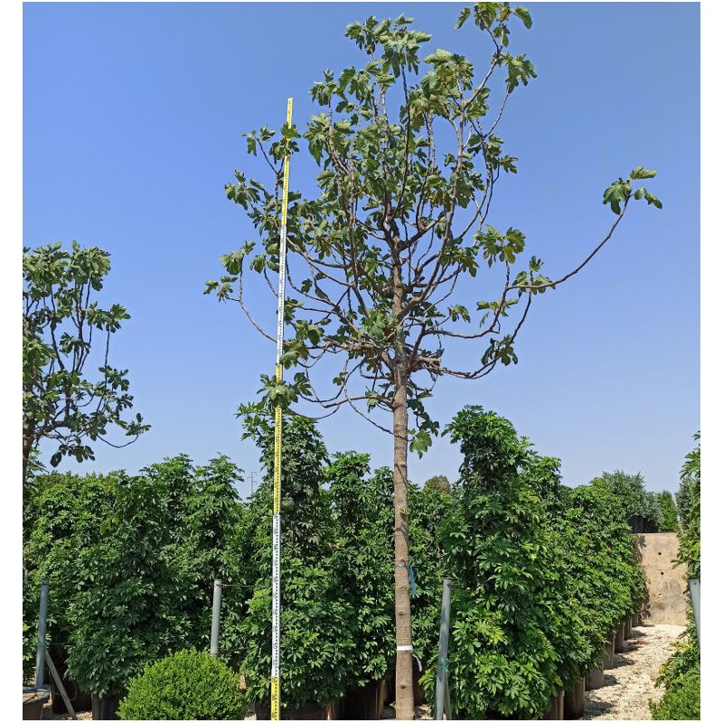 Ficus carica SPECIMEN (figuier)