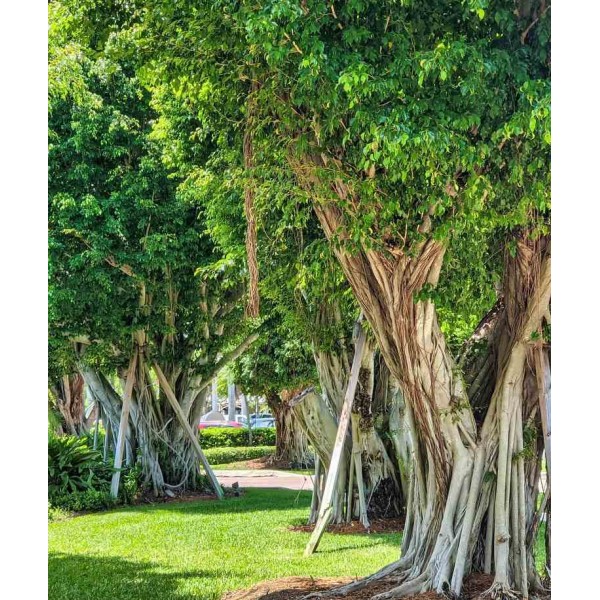 Ficus microcarpa 'Compacta'