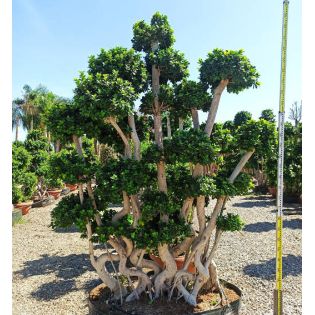 Ficus microcarpa 'Compacta' SPECIMEN
