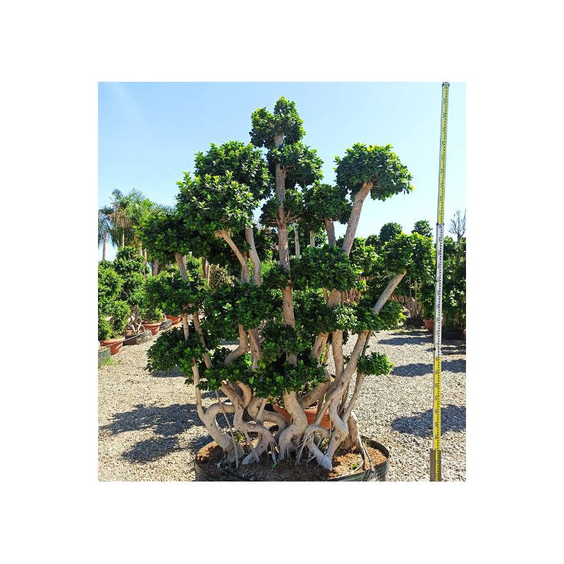 Ficus microcarpa 'Compacta' SPECIMEN