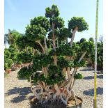 Ficus microcarpa 'Compacta' SPECIMEN