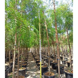 Grevillea robusta SPECIMEN